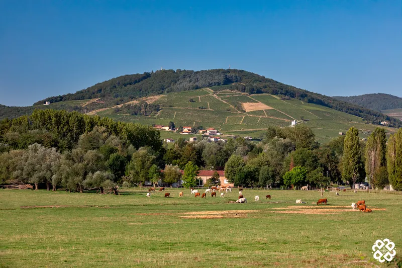 Mont Brouilly Le gîte d'Antoine<br />
Beaujolais